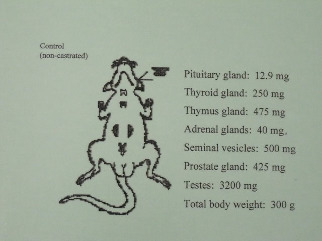Computer screen with diagram on rat with different glands listed to the right.