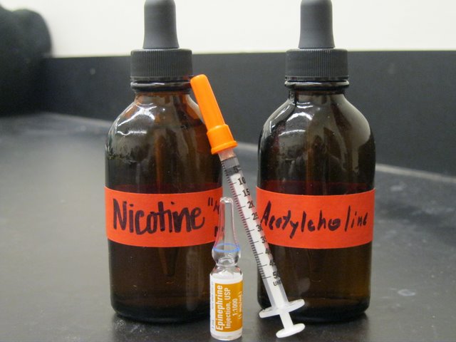 Bottles of epinephrine, nicotine and acetylcholine next to a syringe.