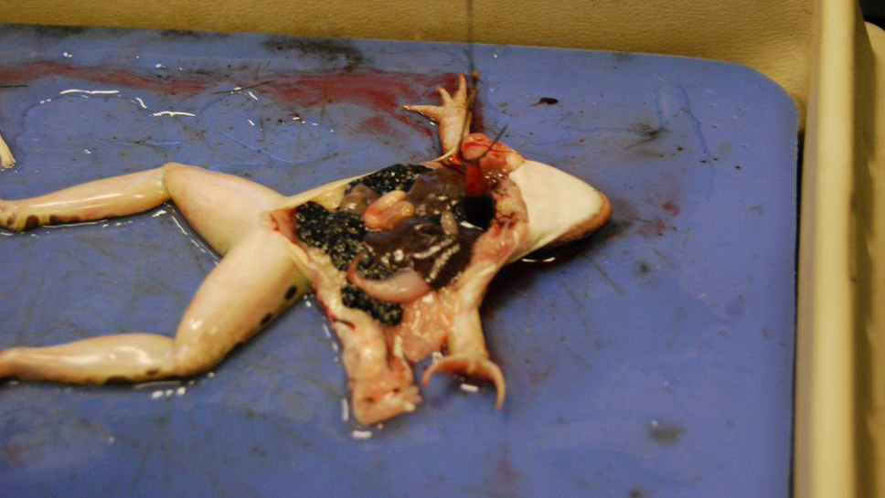 Frog pinned to dissection tray, chest open with heart exposed.
