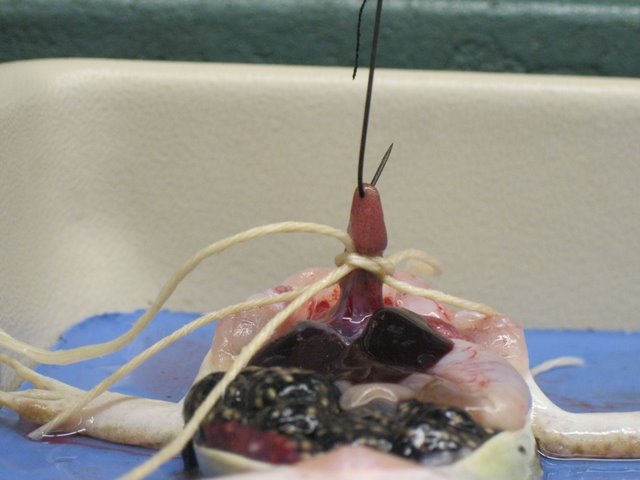 Frog chest cavity opened with organ hooked, pulled upward and tied off.