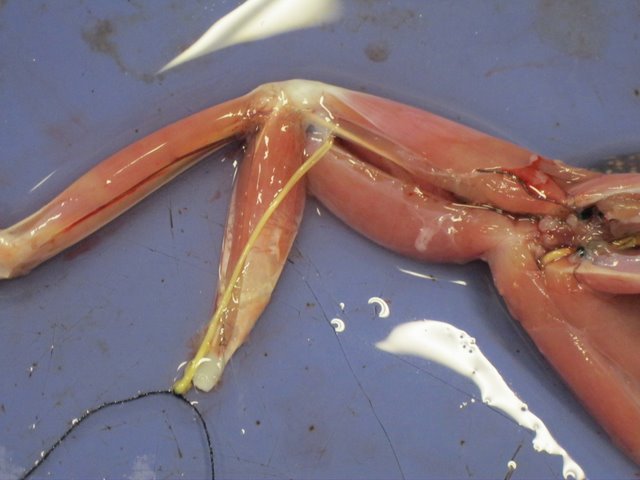 Close up of muscules separated apart and yellow nerve exposed.